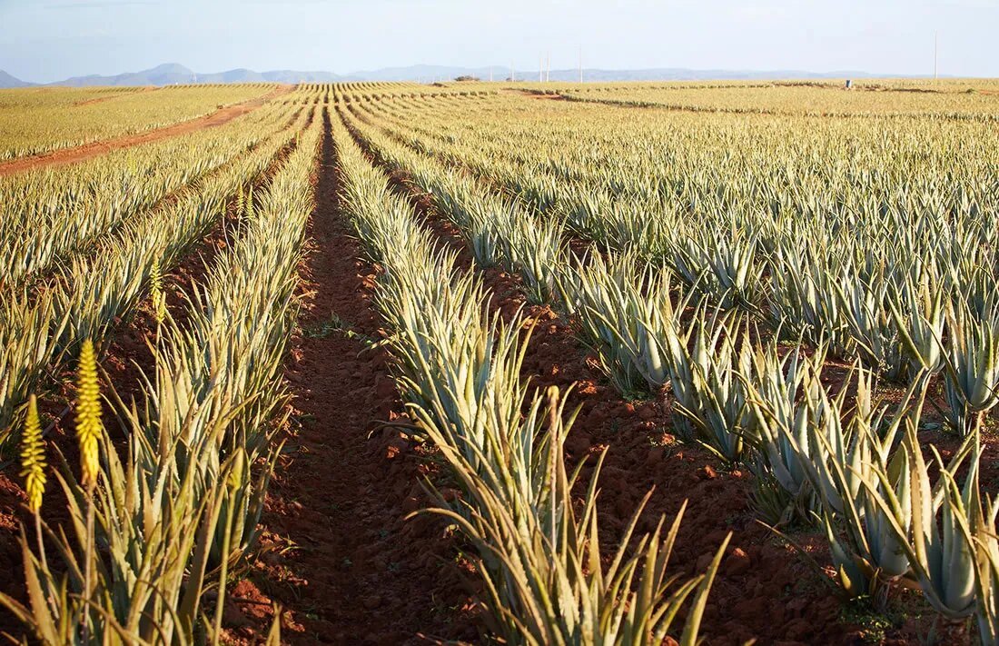 Plantation d'aloe vera Forever, en lumière naturelle