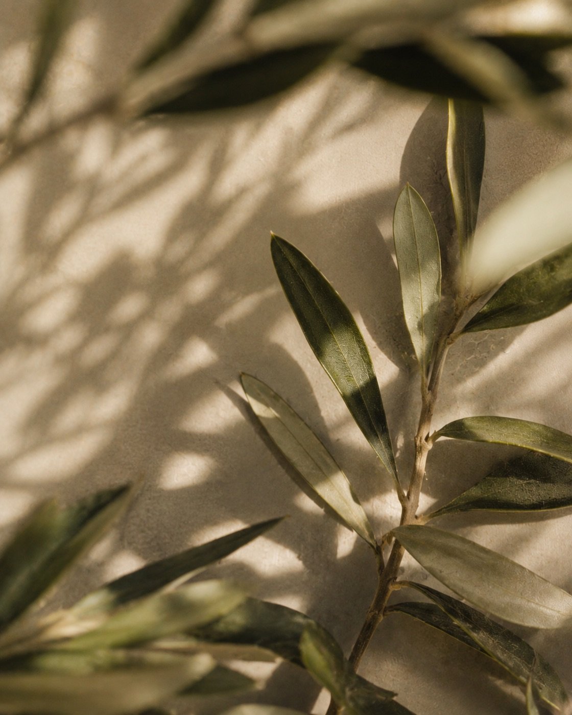 Ombre portée d'une branche d'aloe sur une surface mate, ambiance calme