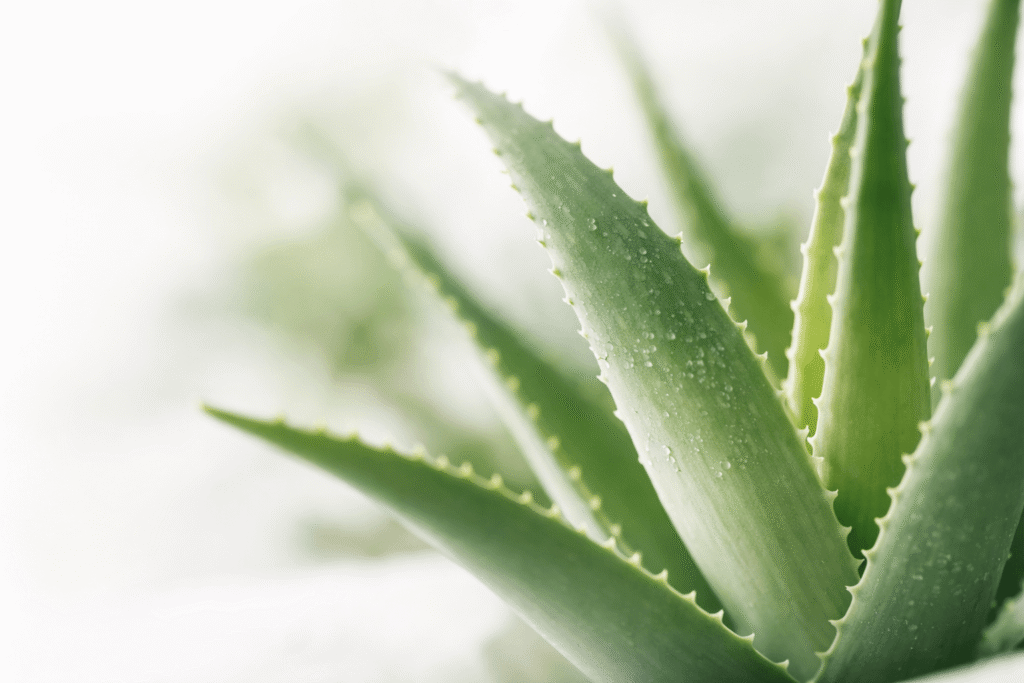 feuille d’aloe vera naturelle en lumière douce illustrant les bienfaits sur la digestion et l’énergie